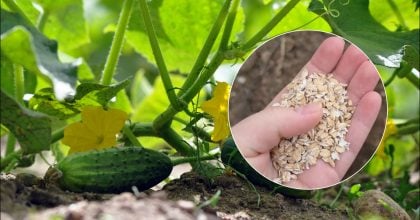 Огірки ростимуть як на дріжджах: під час висаджування в лунку треба додати ложку настою