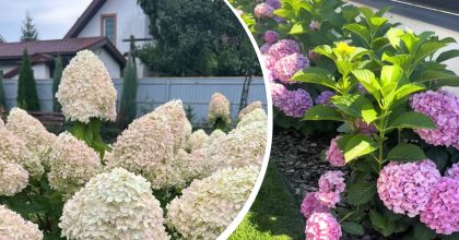 Гортензия будет обильно цвести всё лето: что обязательно нужно сделать весной