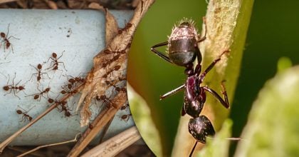 Мурахи його не переносять: що слід розсипати по ділянці, щоб вони зникли назавжди