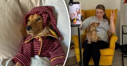 Пес став головним годувальником у родині: скільки він заробляє на місяць