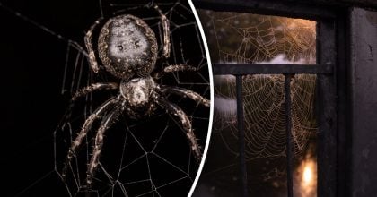 Павуки в домі: прихована загроза чи знак удачі - що кажуть експерти
