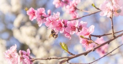 Резкое потепление накроет Львовщину: когда температура подскочит до +18