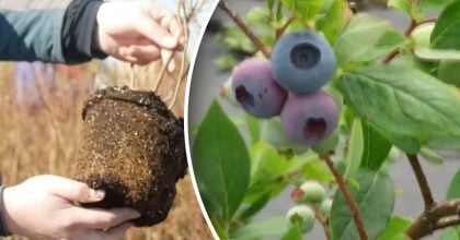 Чому сохне лохина і як її врятувати: головні помилки садівників