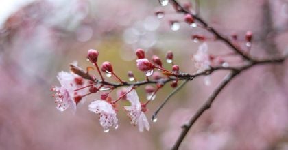 Дощі з Балтики йдуть на Львівщину: синоптики оголосили високий рівень небезпеки