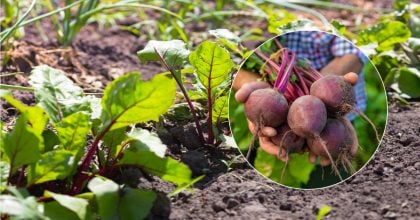 Рекордний врожай гарантовано: коли та як сіяти буряк у відкритий ґрунт 2026 року