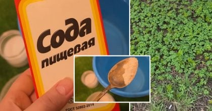 Бур'яни зникнуть назавжди: простий розчин із кухні, який діє краще за хімічні засоби