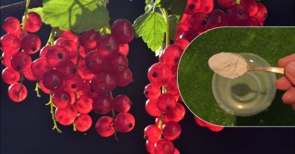 Смородина буде розміром з вишню: що покласти під кущ у квітні-травні