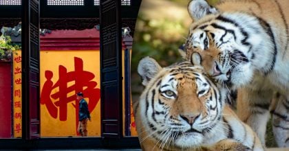 Китайський гороскоп на завтра, 18 квітня: Тиграм — плітки, Коням — ностальгія