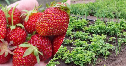 Суперпідгодівля для полуниці навесні: бабусин рецепт, який забезпечує багатий урожай