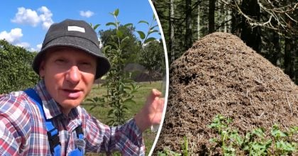 Солодка пастка для шкідників: як позбутися мурах у саду за допомогою цукру