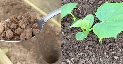 Секретний інгредієнт: що додати в лунку під час висаджування огірків для гарного врожаю