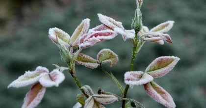 Сильні заморозки та дощі: на Тернопільщину насувається похолодання