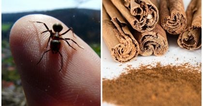 Мурахи зникнуть назавжди: простий кухонний трюк із звичайною спецією