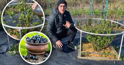 Всього два підживлення і смородина як відбірна: садівник розкрив рецепт