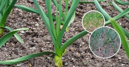 Жовте пір’я часнику та цибулі знову позеленіє за два дні: чим достатньо полити