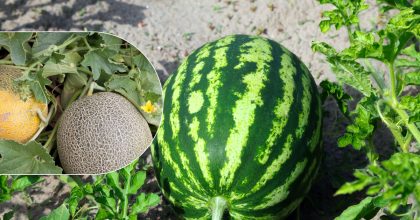 Великі й солодкі плоди гарантовано: чим підживити кавуни та дині після сходження