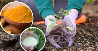 Одна ложка при пересадці: простий метод, що врятує розсаду від стресу та хвороб