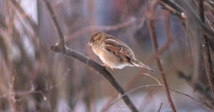 Зима возвращается: названа дата нового удара морозов в Черкасской области