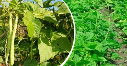 На врожай квасолі годі й сподіватись: які культури категорично не можна садити поруч