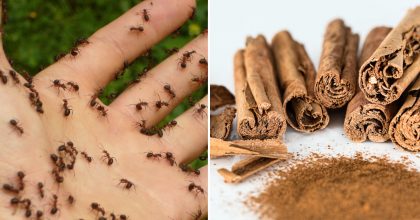 Мурахи зникнуть за один день: дешевий лайфхак, який справді працює