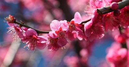 Шквальний вітер і заморозки налетять на Львівщину: коли прогнозують негоду