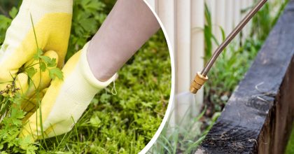 Бур'янів не стане вже на наступний день: чим їх достатньо полити