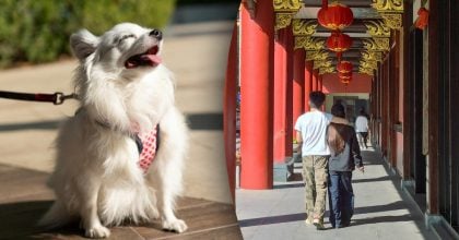 Китайский гороскоп на сегодня, 24 апреля: Крысам - споры, Собакам - достижения