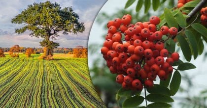 Дерево сили за датою народження: як його визначити і чи можна виростити вдома