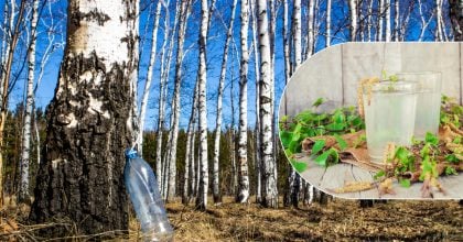 Народний напій з присмаком брехні: чому в СРСР масово підробляли березовий сік