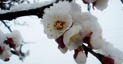 Україну засипле мокрим снігом з градом: коли чекати на пік похолодання