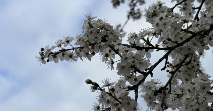 Потепління вривається на Львівщину: коли термометри покажуть +15