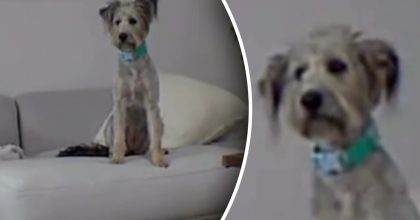 Собаку из приюта впервые оставили саму вне клетки — ее реакция поразила людей