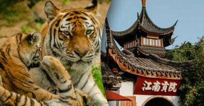 Китайский гороскоп на завтра, 28 апреля: Тиграм - фурор, Собакам - беспокойство