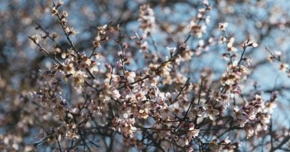 Сніг і заморозки поки не відступають: коли в Україні нарешті потеплішає