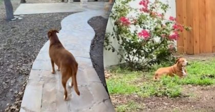 Врятована собака зрозуміла, що у неї є дім: її реакція зворушила до сліз