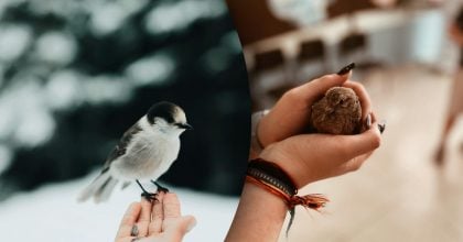 Гості з неба: які птахи приносять у дім удачу, а які - тривожні новини