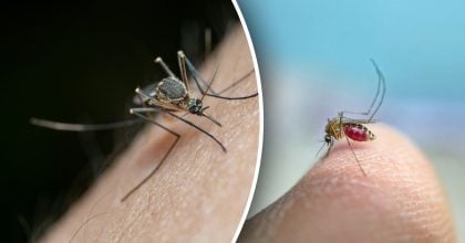 Укуси комарів перестануть свербіти за секунди: простий трюк допоможе кожному