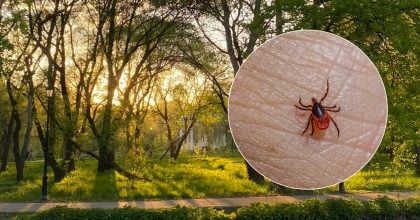 Лісники розкрили геніально простий метод захисту від кліщів: що треба зробити