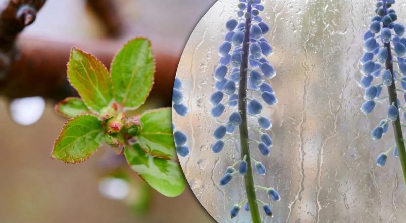 Житомирщину прогріє до +19, однак погода готує неприємний сюрприз: коли очікувати