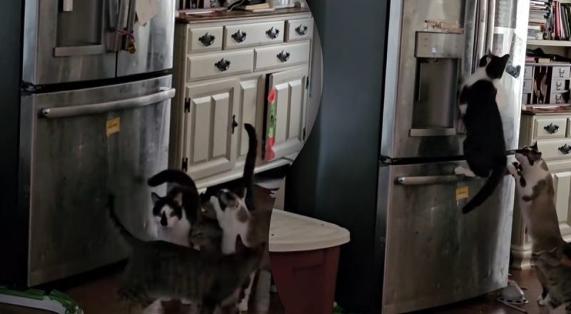 Кішки влаштували зухвале пограбування холодильника: господиня розкрила "схему"