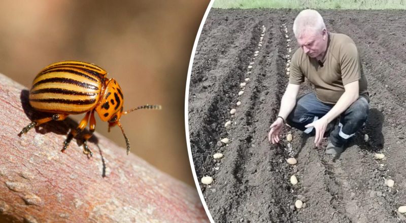 Колорадський жук і близько не підійде: що посадити поруч із картоплею