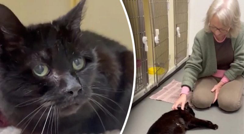 Пропал на 12 лет и вернулся: кот узнал хозяйку с первых секунд