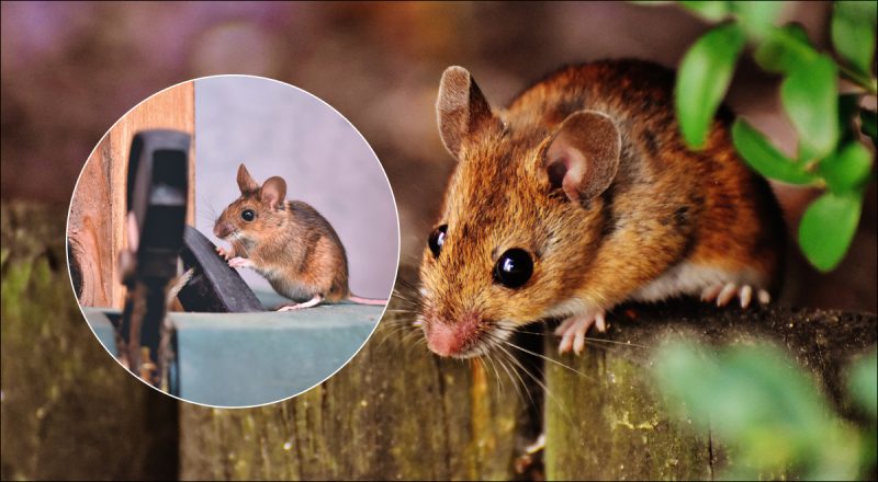 Как грызуны проникают в дом: топ-7 скрытых мест