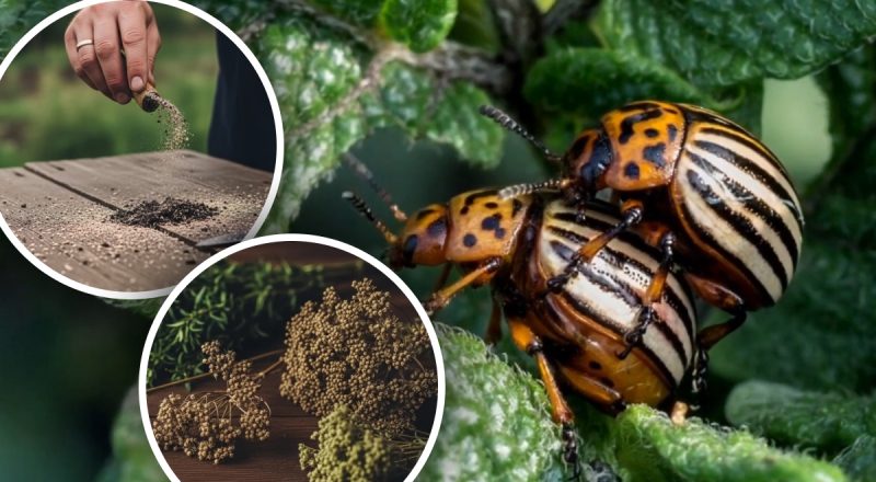 Колорадский жук исчезнет за день: народное средство, спасающее картофель