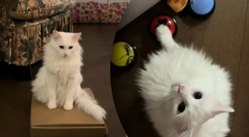 Хозяйка не поверила глазам: глухой кот начал "общаться" с ней