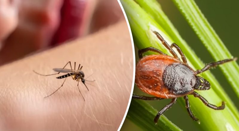 Забудьте об укусах: как одно простое средство защитит от клещей и комаров
