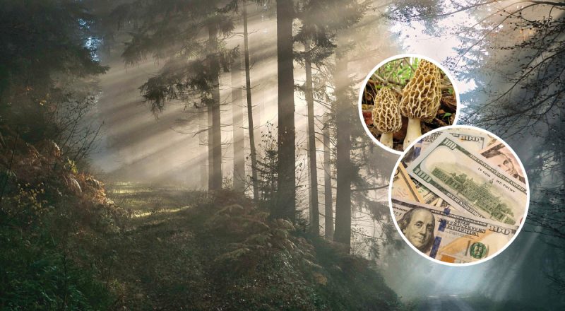 Цена достигает 1000 долларов: в Украине растёт самый дорогой гриб Европы