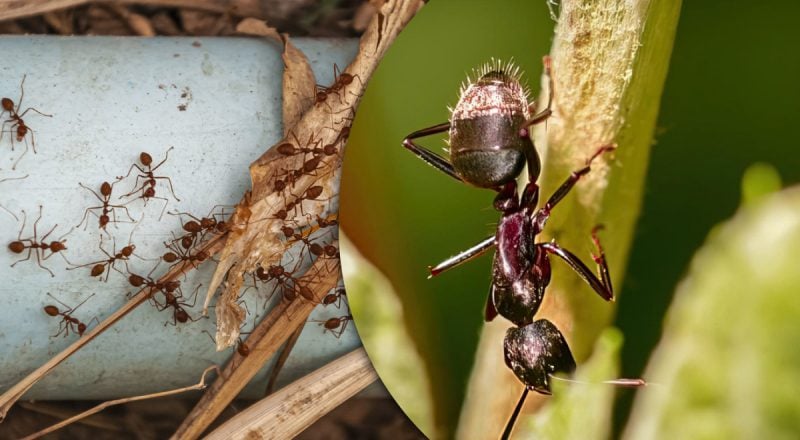Муравьи его не выносят: что нужно рассыпать по участку, чтобы они исчезли навсегда