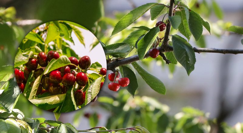 Чем подкормить вишню для сладких и крупных ягод: рекордный урожай гарантирован
