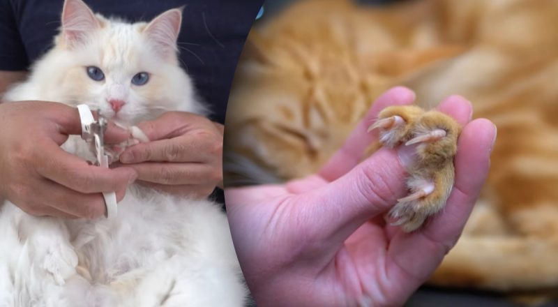 Как быстро подстричь когти коту без истерик и агрессии: малоизвестный секрет